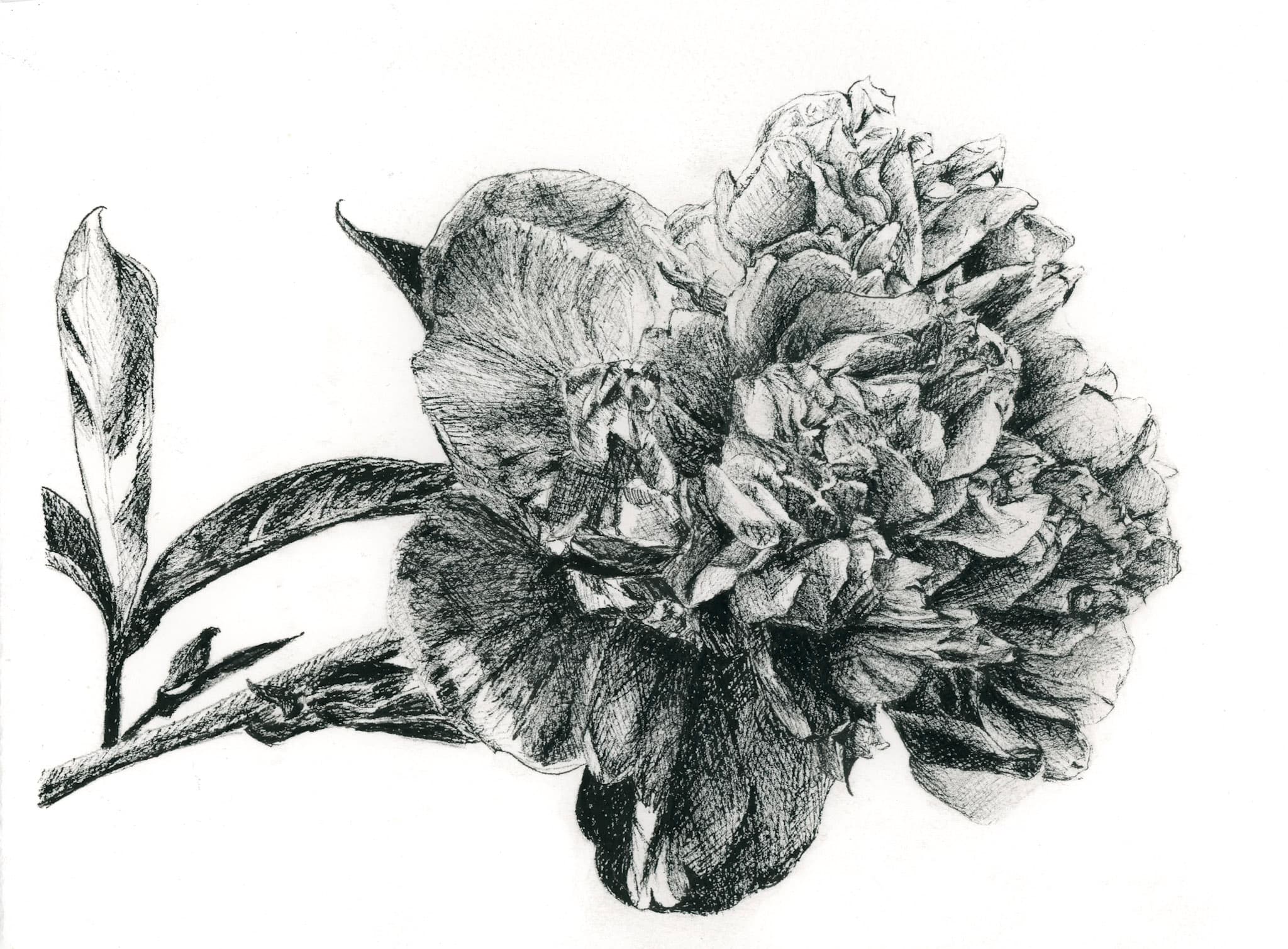 Peony in Ink