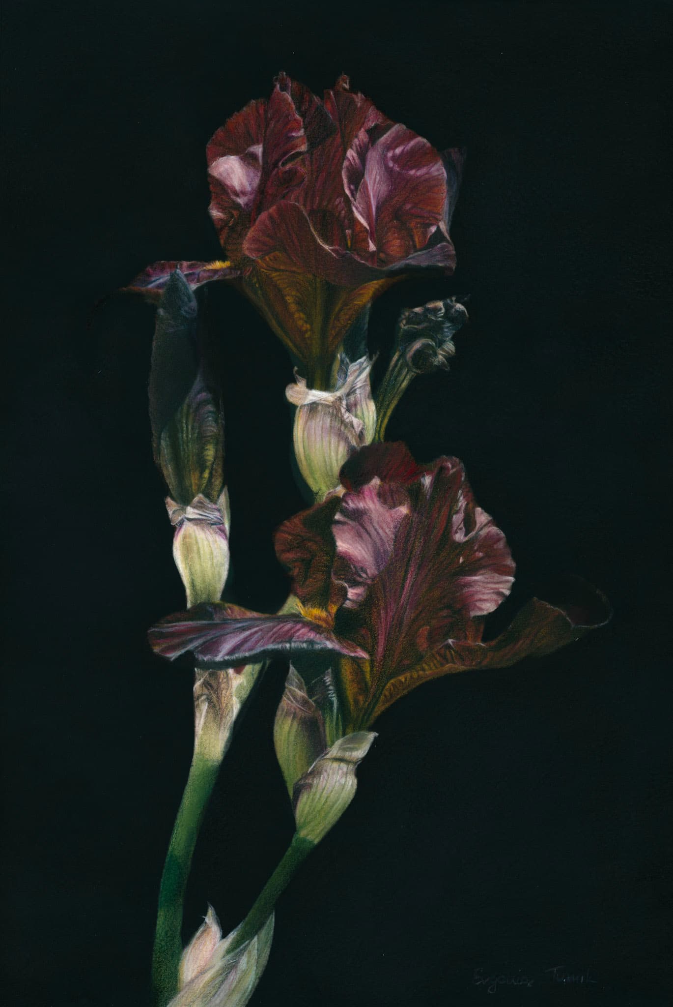 Irises