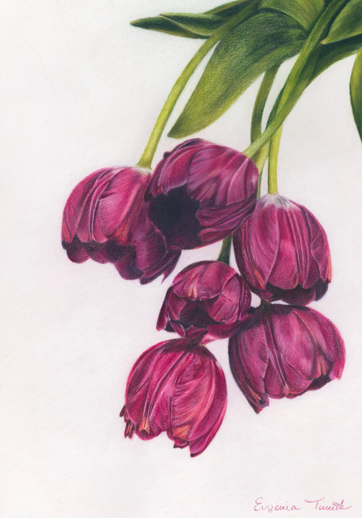 Tulips