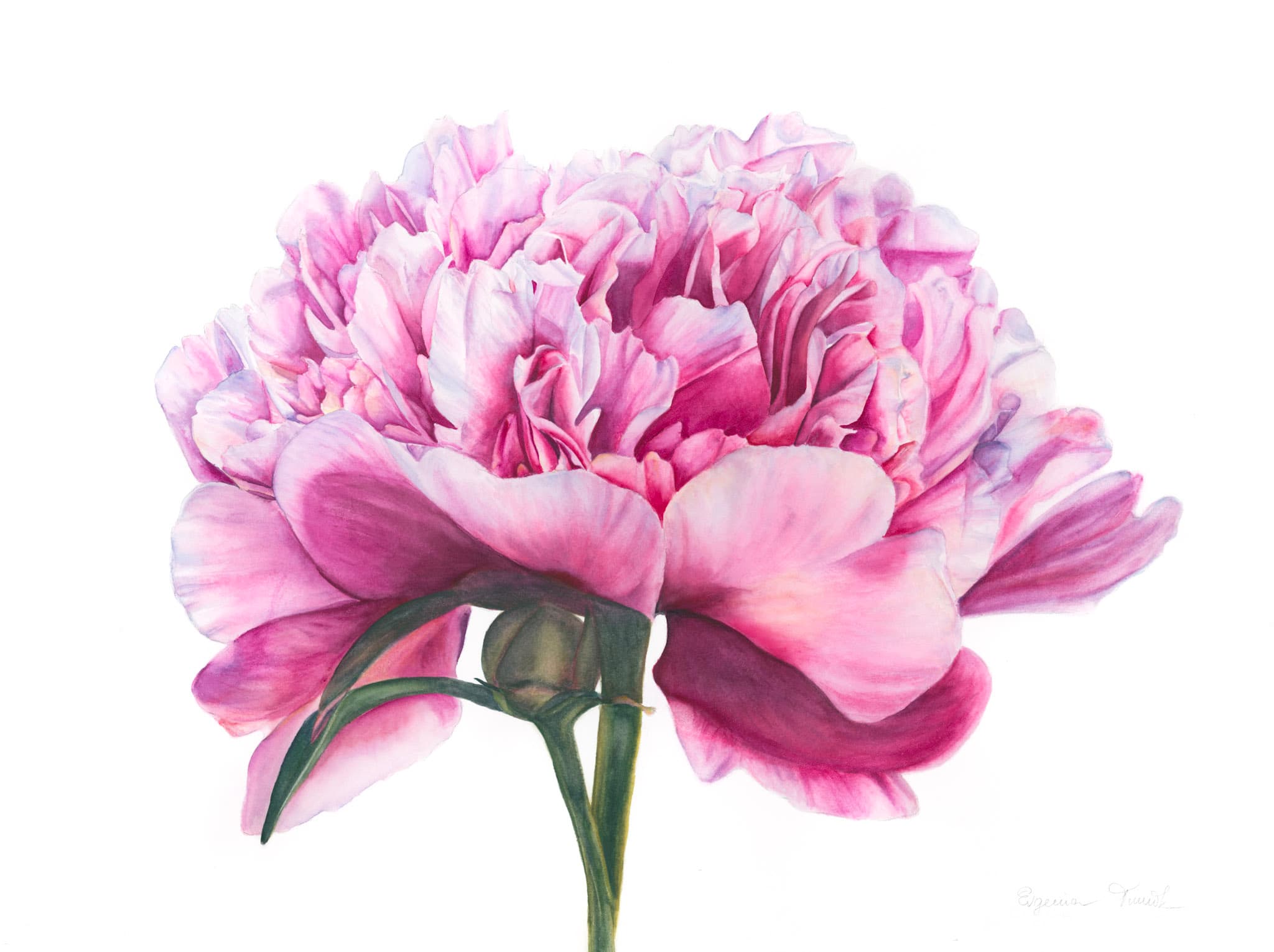 Peony